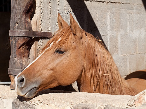 ורד הגליל- חוות סוסים